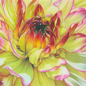 Flower Power II - Dahlia