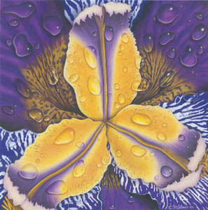 Flower Power III - Iris