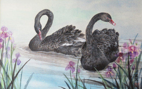 Black Swans and Iris