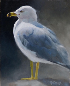 Herring Gull Portrait