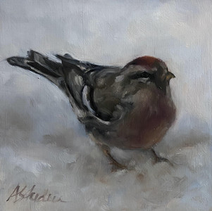 Redpoll Study