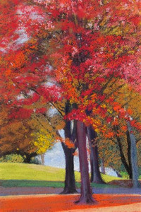 Autumn Color Maples 