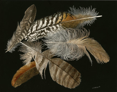 Feather collection