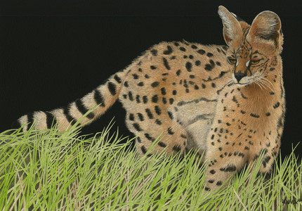 Intense Focus- Serval Cat