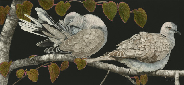 Brief Interlude- Eurasian Collard Doves