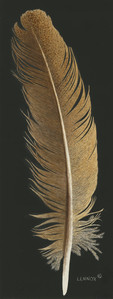 Exotic Brown Feather