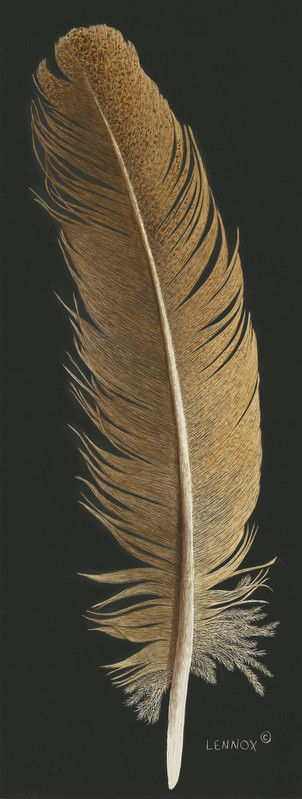 Exotic Brown Feather
