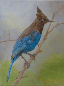 Steller's Jay