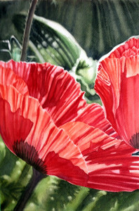 Poppy Passion II