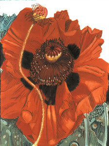 Big Red Poppy