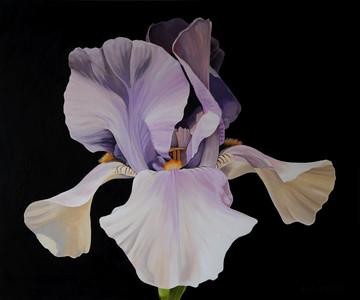 Purple Iris