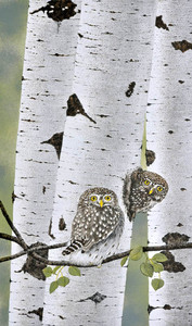 Northern Pygmy Owls (Juror Artwork)