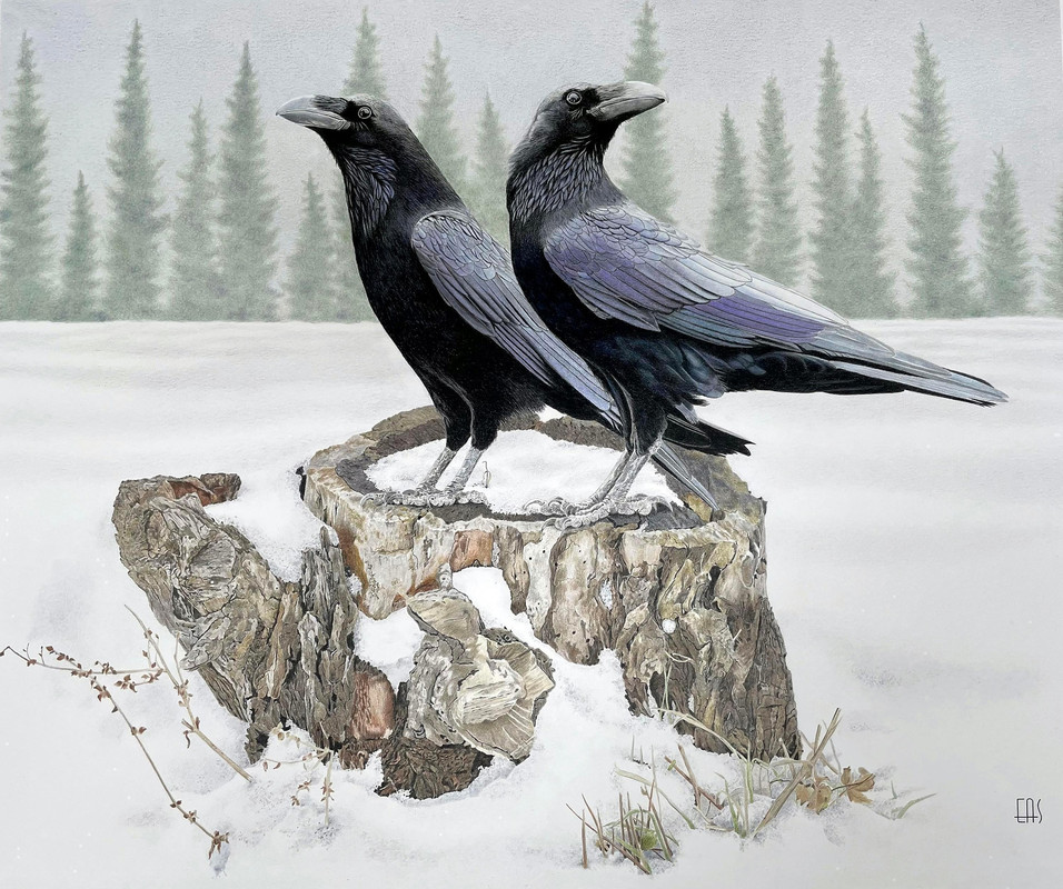Ravens in Winter