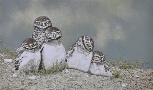 Burrowing Owls