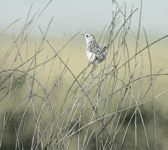 Sedge Wren