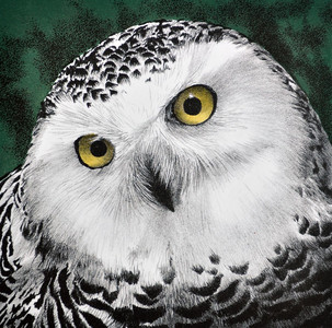 Snowy Owl