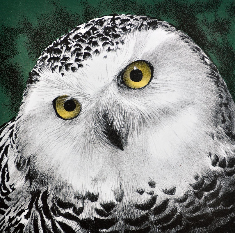 Snowy Owl Portrait