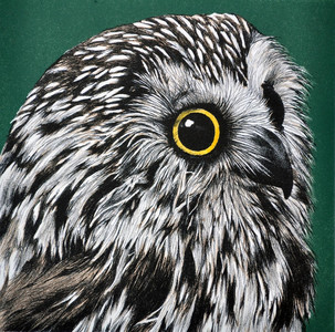 Saw-Whet Owl