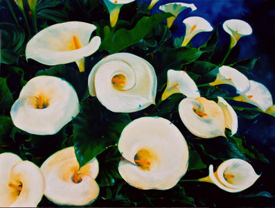 Zantedeschia