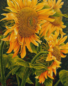 Sunflowers