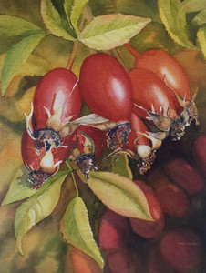  Rosehips