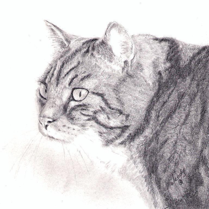 On the Prowl