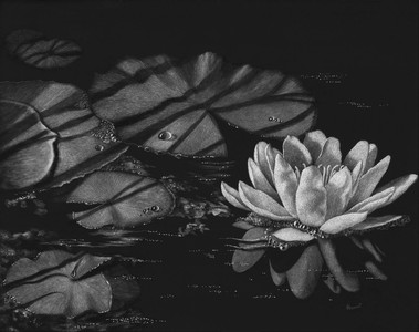 Water Lily