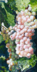  Pinot Gris