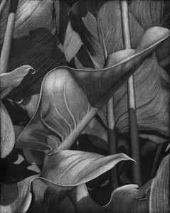  Calla Leaves