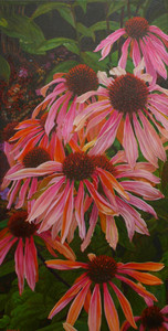 Echinacea