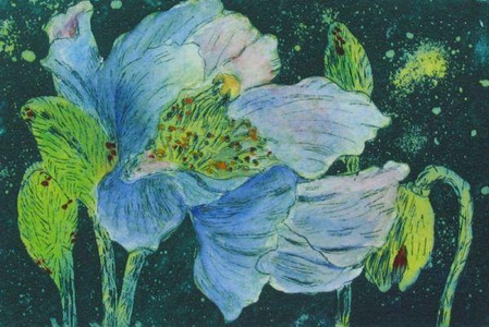 Himalayan Blue Poppy 2