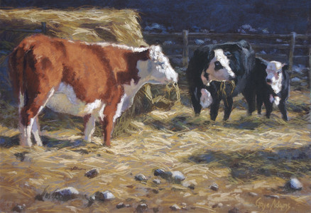 Cows at Hay Break