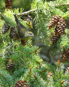 Daily Harvest (Red Crossbill - Female)