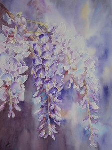 Wisteria