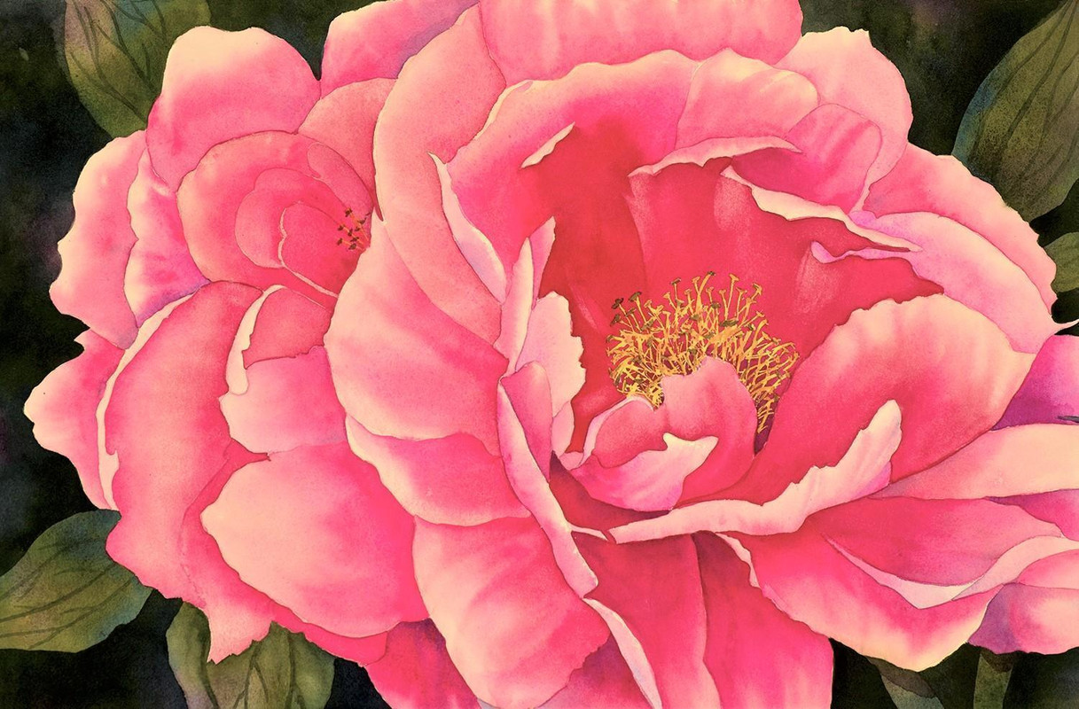 Princess Margaret Peony
