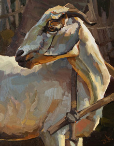 Sri Lankan Goat