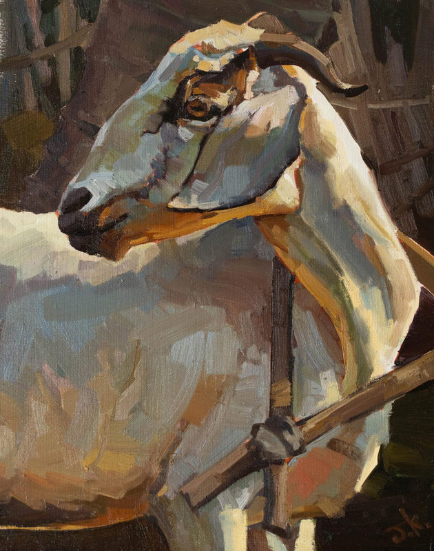 Sri Lankan Goat