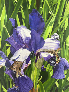 Bearded Iris