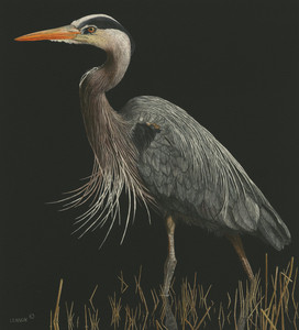 Marsh King