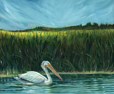 Aquadeo Pelican