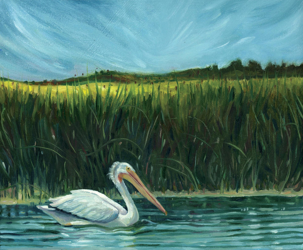 Aquadeo Pelican
