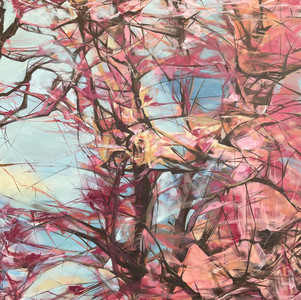 Spring Cherry Blossoms