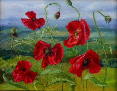 Wild Poppies