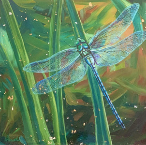 Dragonfly in the grass