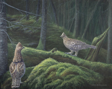 Ruffed Grouse