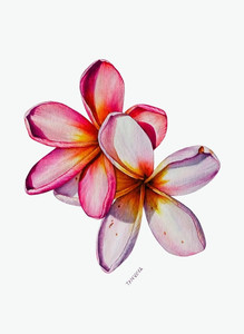 Frangipani