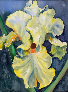 Iris