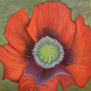Red and Green Complementary Poppy