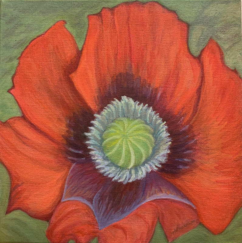 Red and Green Complementary Poppy