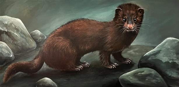 Curious Mink